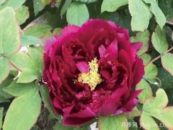 菏泽黑色牡丹花品种分享及特点介绍