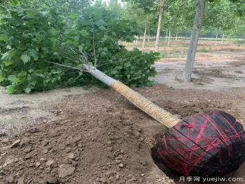 新栽苗木如何快速复壮？5个养护难点一定要知道