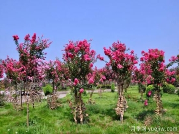 不合格的苗木如何再利用？