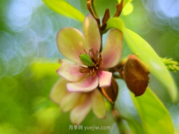 好听又有深意的植物名有哪些