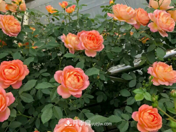 月季常见病例：家庭盆栽月季，如何防治病害？