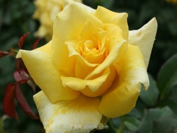 月季夏天休眠什么症状