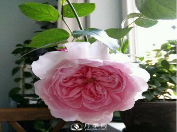 各种奇葩花卉市场陷阱 你撞上几个？