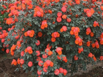 怎么分辨月季的盲枝？