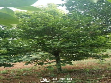 大叶女贞的养护管理 三部曲