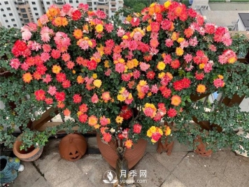 藤彩虹月季的优缺点是什么？