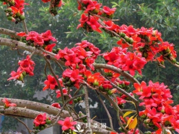 乔木灌木区别及常见乔木灌木名字