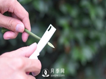 休眠期对枝条进行短剪促使春季抽生出粗壮枝条