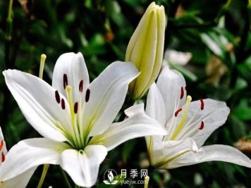 百合花怎么养 百合花盆栽的养殖方法