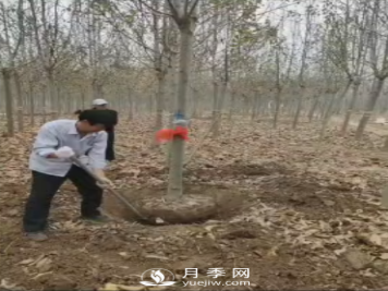 高杆10公分辛夷售出，工人现场挖