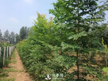 大叶女贞又叫做高杆女贞，苗木基地是如何养护的？