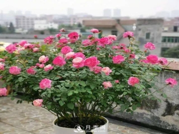养月季千万别犯这4个“错误”，月季花开美如艳