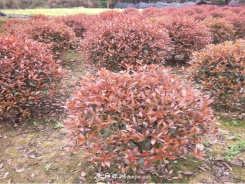 苗木病虫害的原因及防治措施