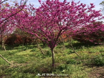 紫荆简介及形态特征