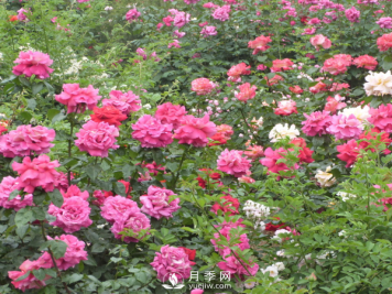 月季夏季高温时要如何养护呢？