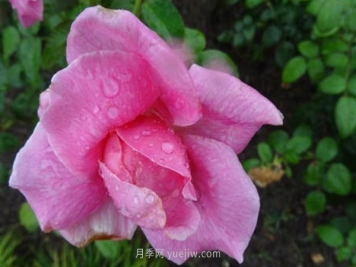 南阳月季花，长得好看，想养好要学会的小技巧