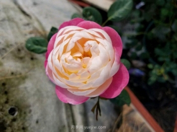 欧月月季栽种小技巧？