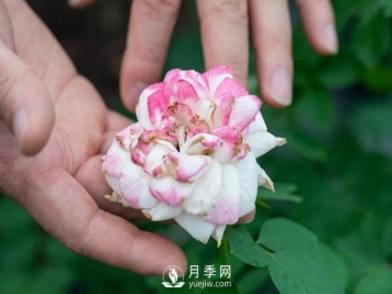 月季花后修剪怎么做？这样做才能开爆