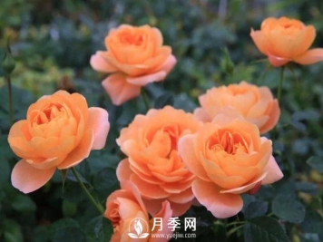 月季萌发新枝时，应该如何施肥