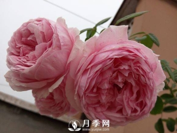 春季月季发芽后如何管理，才能开花多且颜色艳丽好看