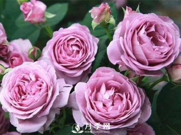 8个高手分享的月季品种推荐