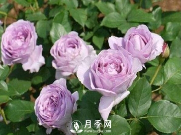 春天了，月季还奄奄一息 这样做也许能救回一命