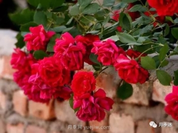 哪些月季耐寒？10大耐寒的藤本月季品种推荐
