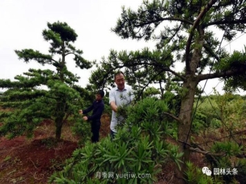 苗木修剪要知“轻重”懂“分寸！