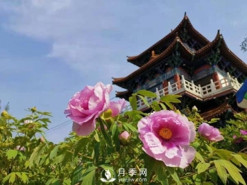 能否把牡丹确定为国花？全国人大代表连续4年提建议