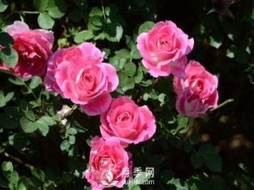 月季唯美语录 关于月季的15个唯美句子