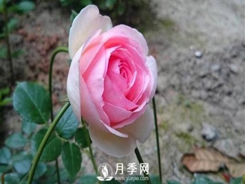 扦插月季的最佳时间