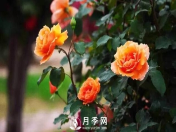 想要月季春天开的好 施肥不能马虎