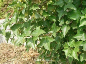 三角枫盆景的制作技术要点与养护