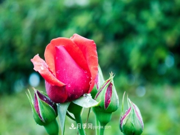 月季到了冬季要不要施肥？