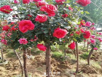 南阳月季树基地报价，月季树价格_月季树批发