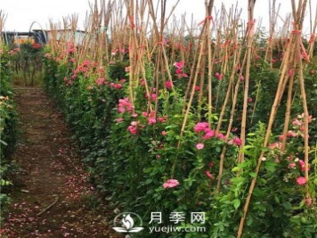 求购藤本月季苗，找月季网基地