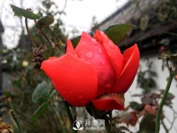 你那里的气温能不能种月季？看完这篇就知道了