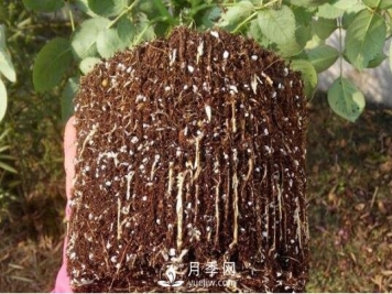 月季如何养根？