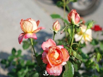 红土是否可以拿来栽种月季？