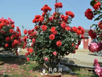 陶盆和塑料盆，哪个更适合种月季呢？