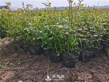 月季冬季扦插技术