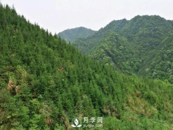 杉木种植最易忽略的四个误区，做到这才是会种杉木的苗民