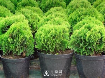 小小的改变，是的这些苗木从价格、价值、销量都提升数倍