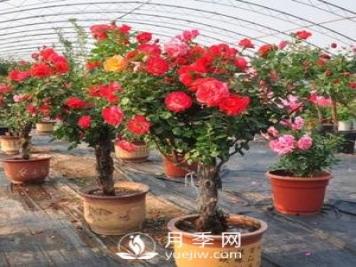 盆栽树状月季花养殖方法如下