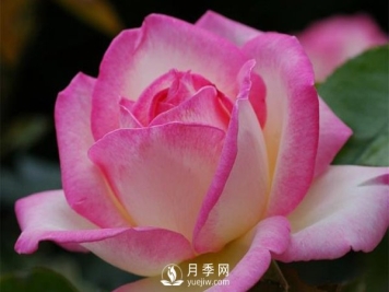 灭蚊器可以杀死月季上的蚜虫吗？月季蚜虫防治方法