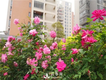 绿化园林行业必不可少的6种职业