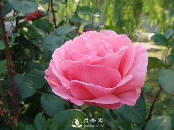 月季人称花中皇后，盆栽月季开花的关键是什么？