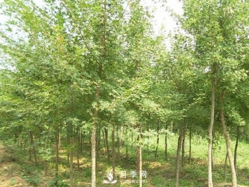 南阳五角枫批发基地