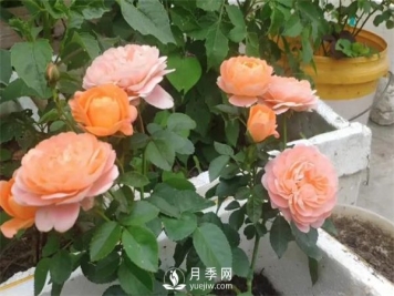 地栽的月季苗，想移栽到盆里，那么该怎么办