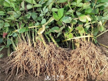 做好这几点，南阳月季扦插不再是难题